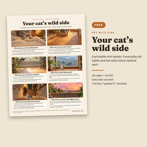 Free printable cat poster: Your cat's wild side
