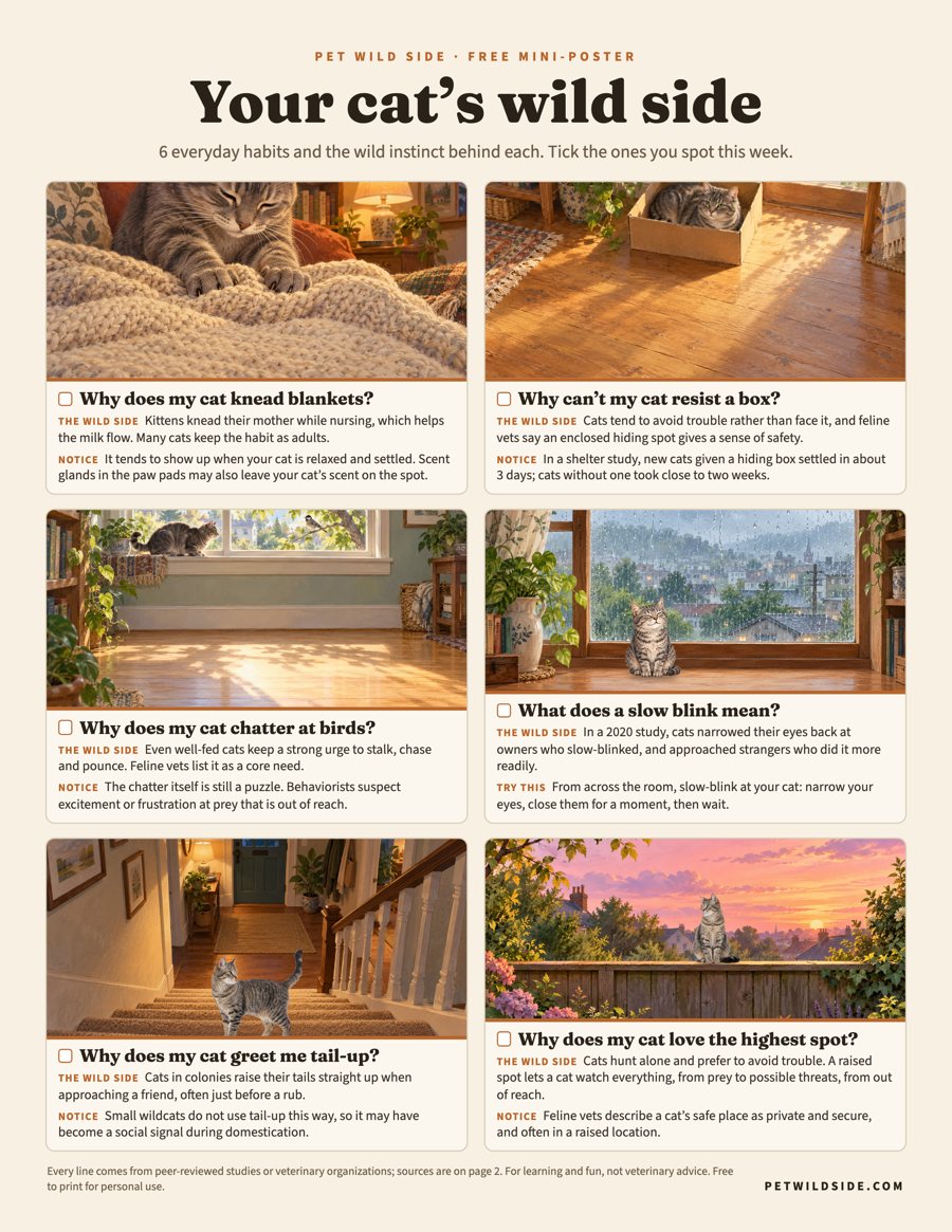 Free printable mini-poster: Your cat's wild side, six painted cat scenes with short sourced facts
