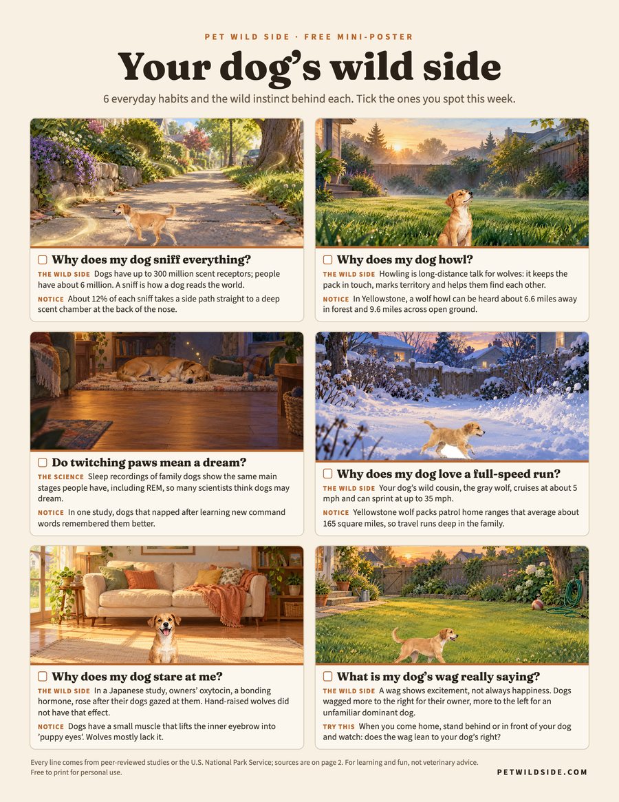 Free printable mini-poster: Your dog's wild side, six painted dog scenes with short sourced facts
