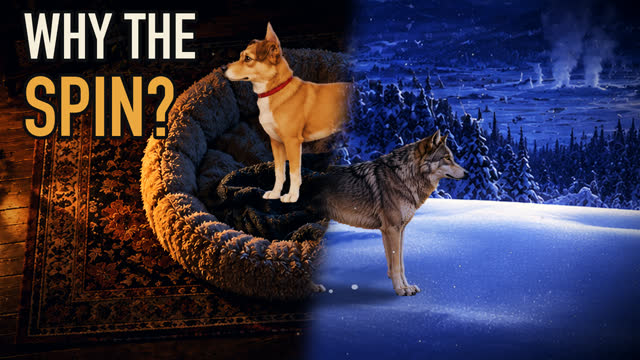 Painted Pet Wild Side scene for Why Dogs Spin Before Lying Down